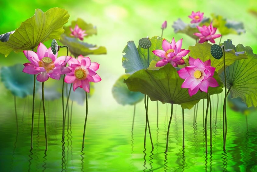 Pink Lotus Flowers on a Lake Digital Art Print 100% Australian Made