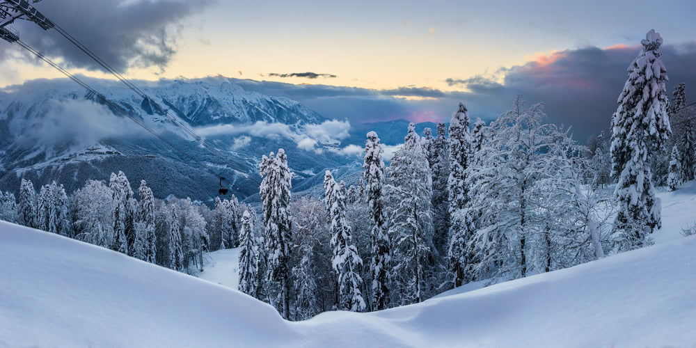 Forest Covered with Snow Photograph Print 100% Australian Made