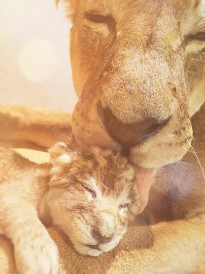 Lion & Cub at Sunset Photograph Print 100% Australian Made
