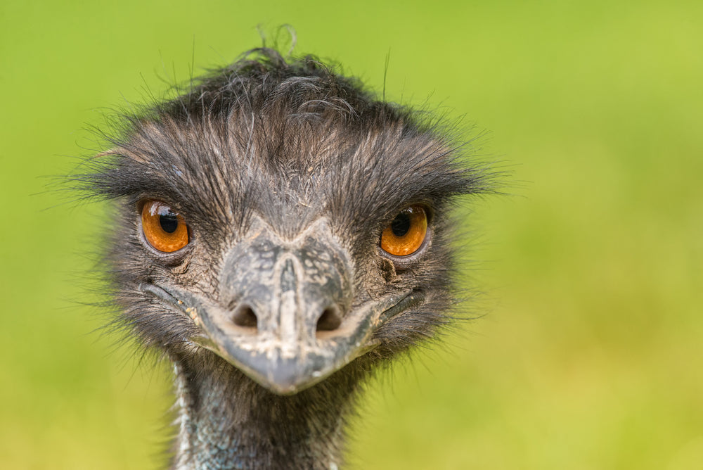 Australian Native Emu Bird Portrait Photograph Print 100% Australian Made