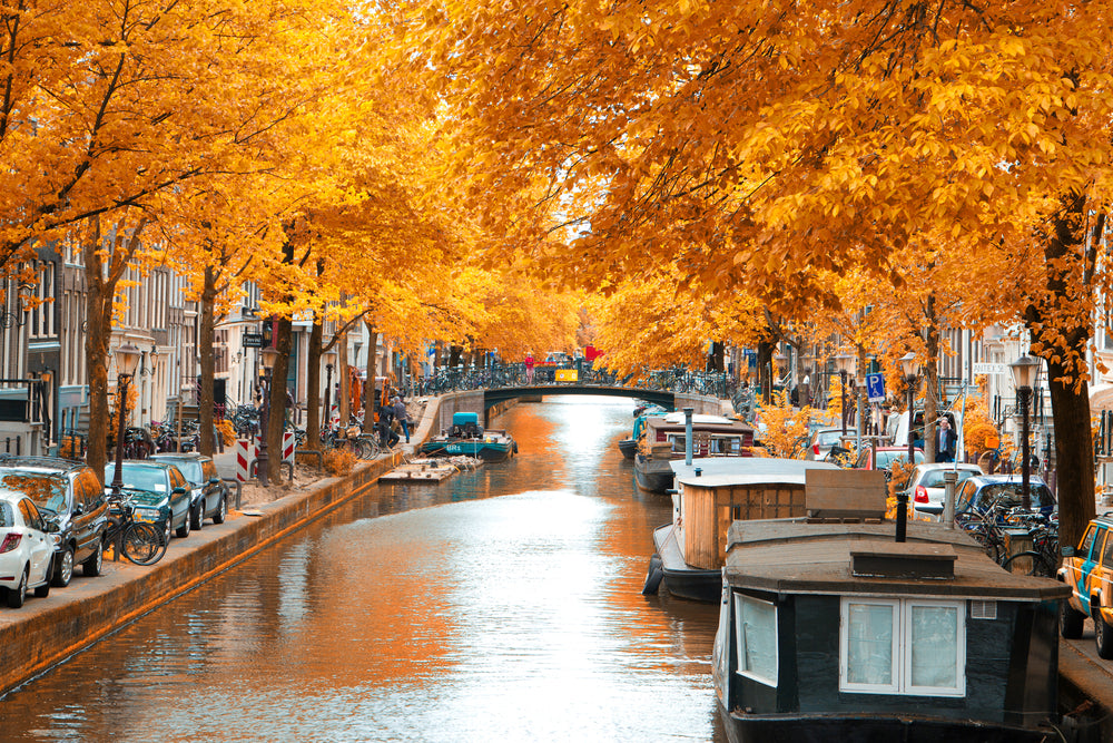 Canal & Autumn Trees in City View Photograph Home Decor Premium Quality Poster Print Choose Your Sizes