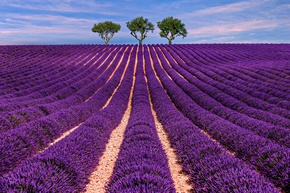 Lavendar Field Photograph Print 100% Australian Made