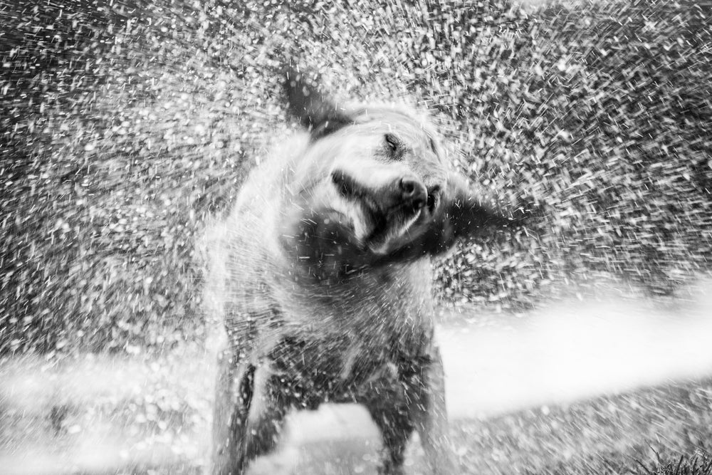 Dog After Bath B&W Photograph Print 100% Australian Made