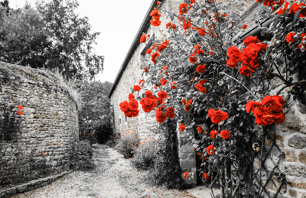 Red Flower Vines on Wall B&W Photograph Print 100% Australian Made