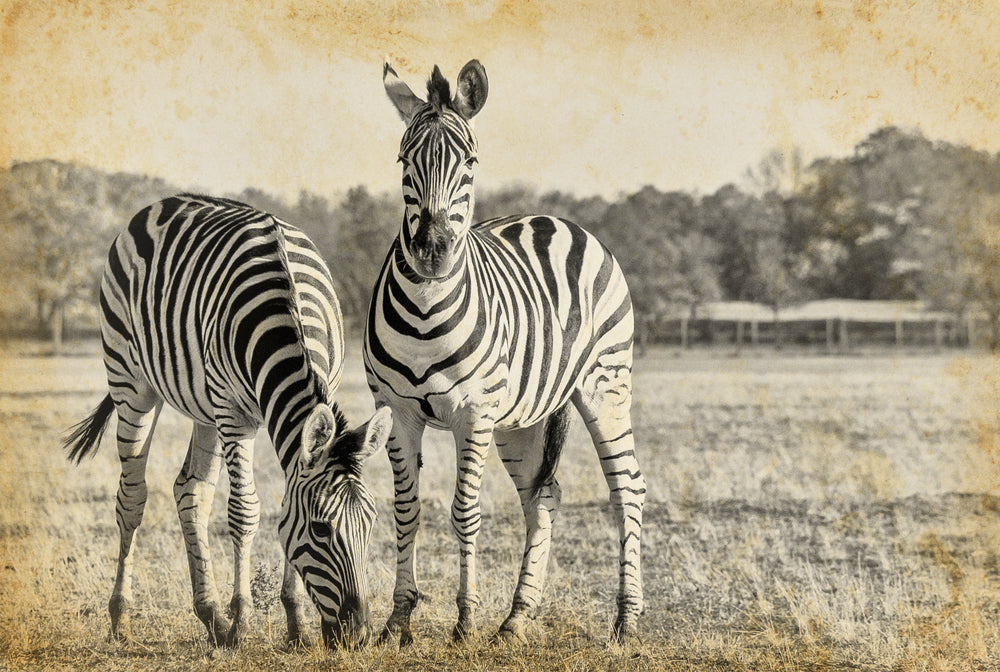 Zebras Vintage Photograph Home Decor Premium Quality Poster Print Choose Your Sizes