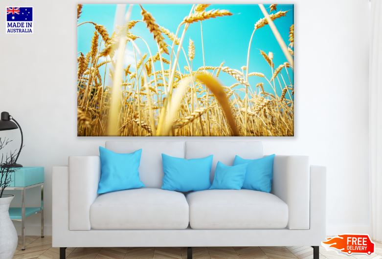 Wheat Field Closeup Photograph Print 100% Australian Made