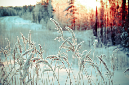 Copy of Winter Landscape with Frozen Flowers Photograph Print 100% Australian Made