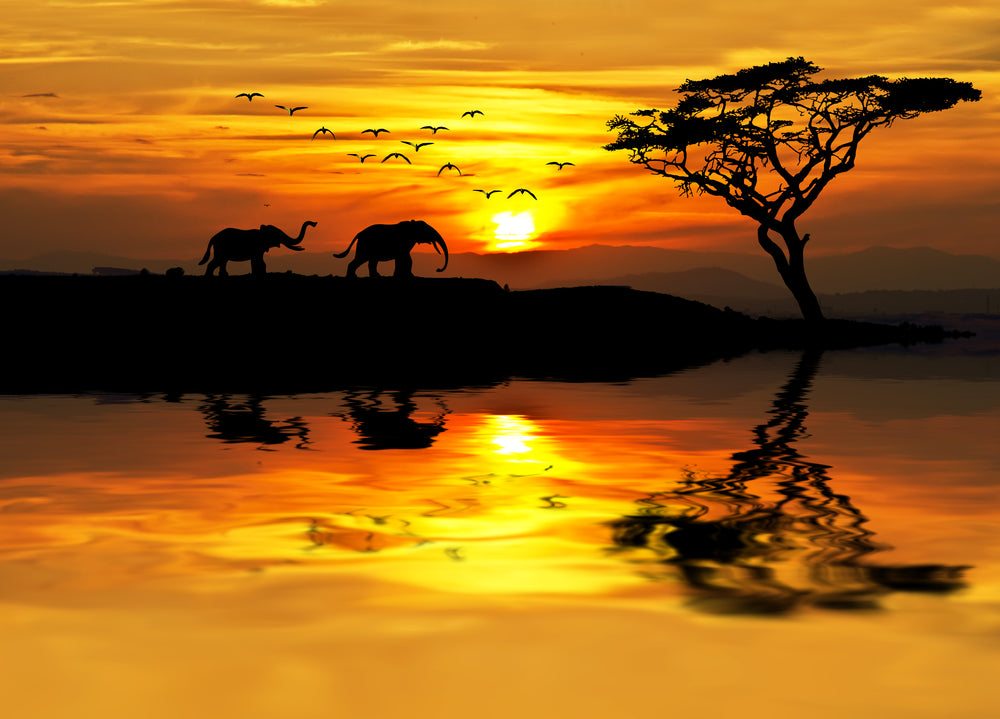 Elephants Walking on a River Bank Sunset Print 100% Australian Made