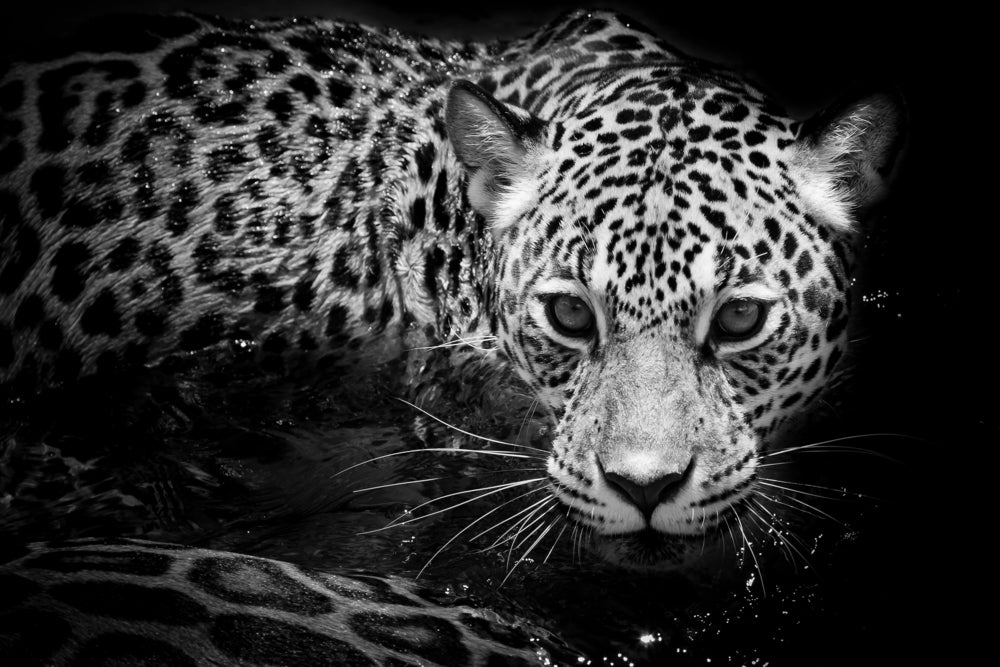 Leopard Close up Portrait B&W Photograph Print 100% Australian Made