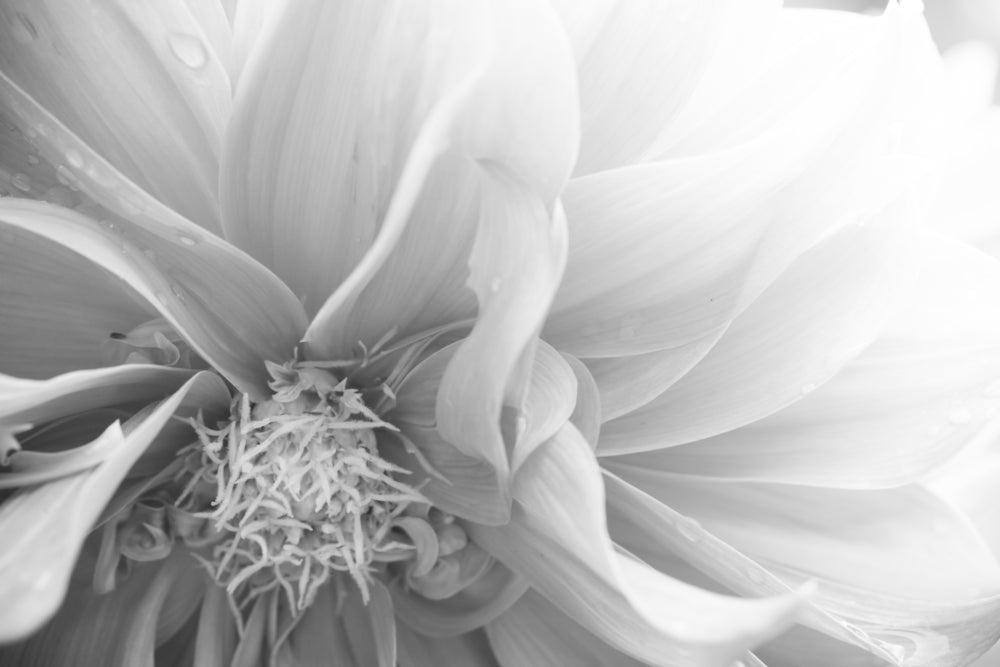 Flower Closeup B&W Photograph Print 100% Australian Made