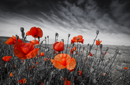 Orange Flower Field B&W Photograph Print 100% Australian Made