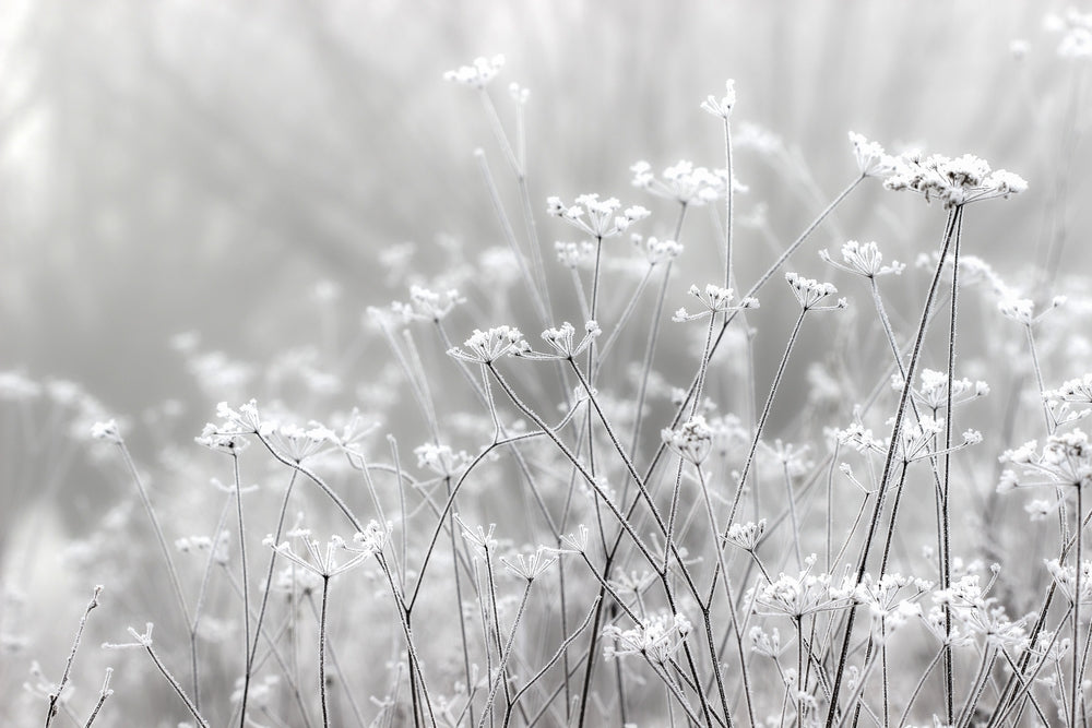 Grass in Winter Photograph Print 100% Australian Made