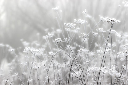 Grass in Winter Photograph Print 100% Australian Made