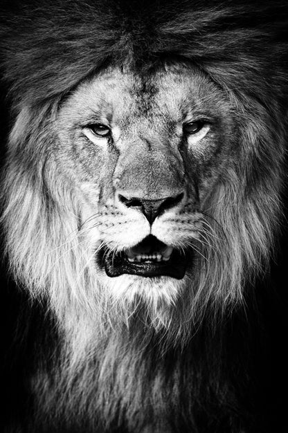 Lion Face Portrait Photograph Black & White Print 100% Australian Made