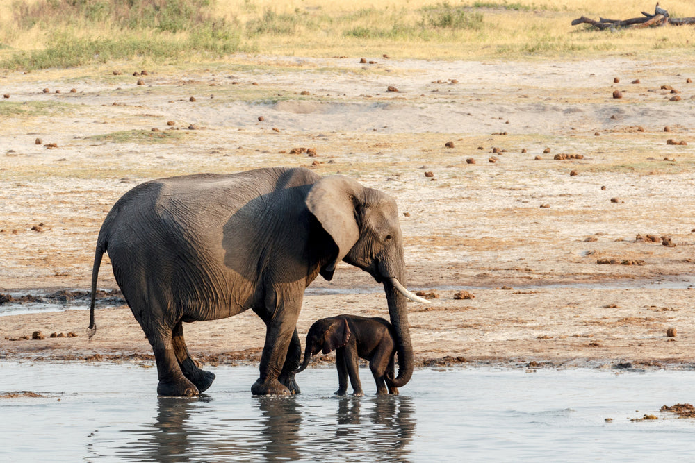 Elephant & Calf in a River Photograph Print 100% Australian Made