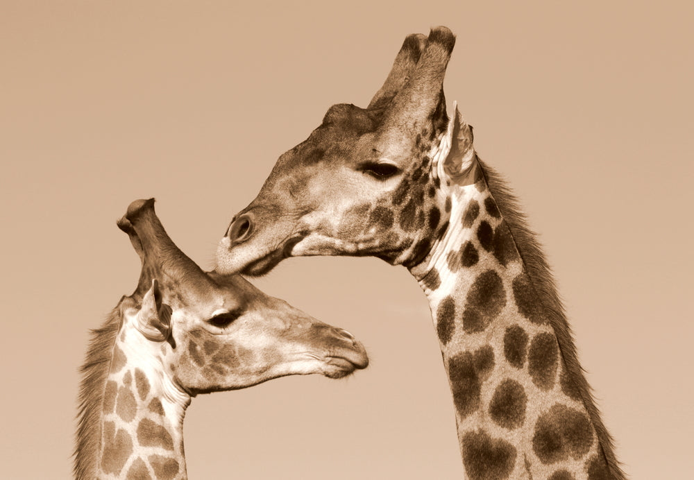 Giraffe & Baby Calf Photograph Print 100% Australian Made
