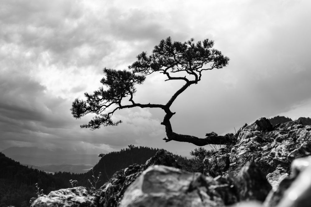 Tree on a Hill Slope B&W Photograph Print 100% Australian Made