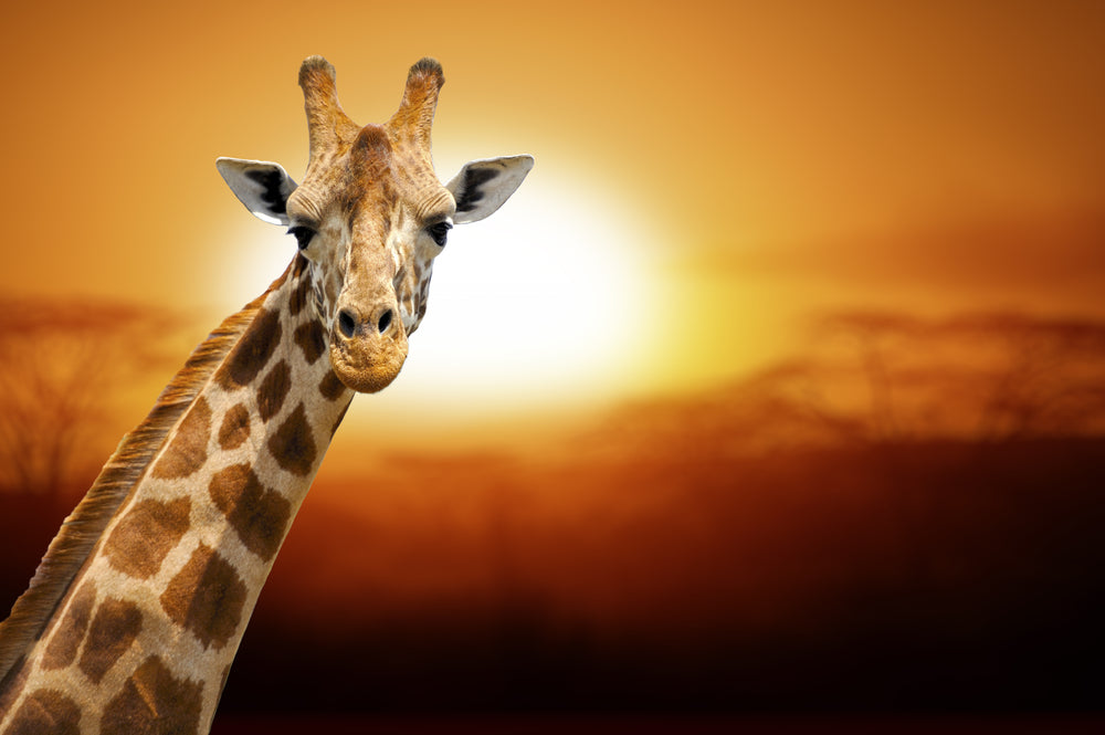 Giraffe Portrait in Sunset Photograph Print 100% Australian Made