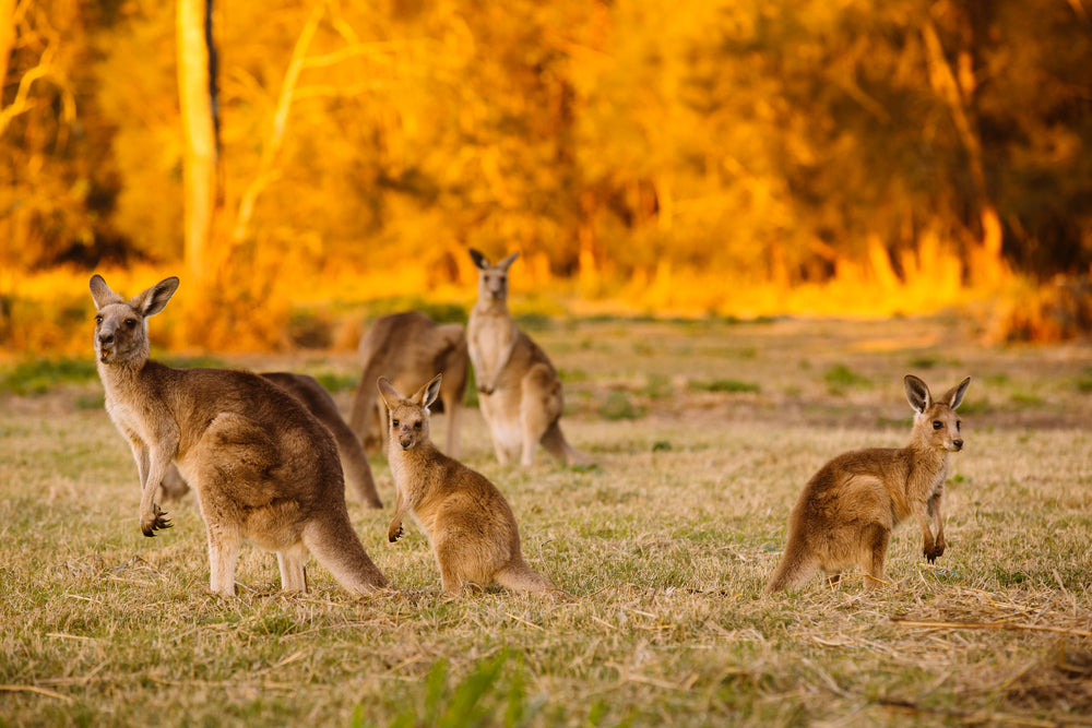 Kangaroos On a Grass Ground Photograph Print 100% Australian Made