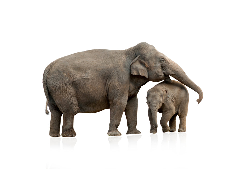 Elephant & Calf Photograph Print 100% Australian Made