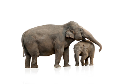 Elephant & Calf Photograph Print 100% Australian Made