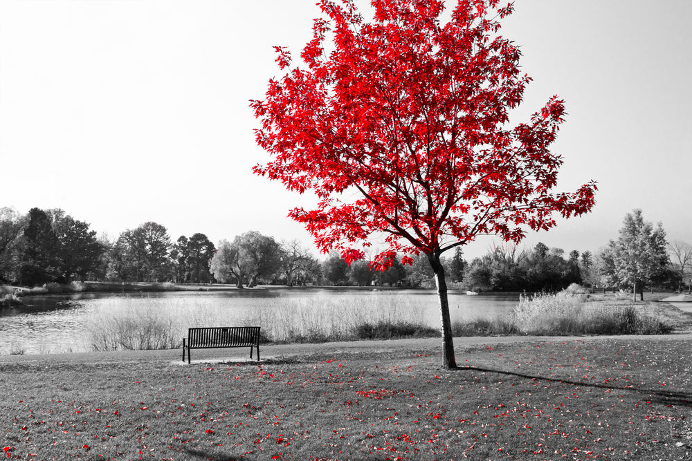 Bench Under Red Leafy Tree Near Lake B&W Photograph Print 100% Australian Made