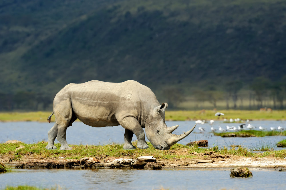 Rhinoceros Near Lake Photograph Print 100% Australian Made