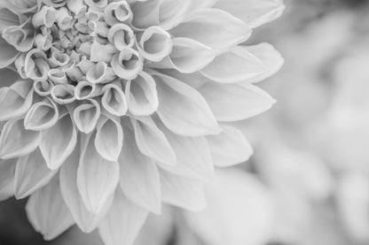 Flower Closeup B&W Photograph Print 100% Australian Made