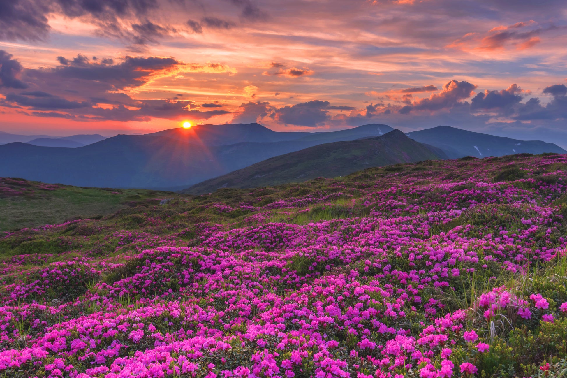 Stunning Sunset View from Pink Flower Field Photograph Print 100% Australian Made