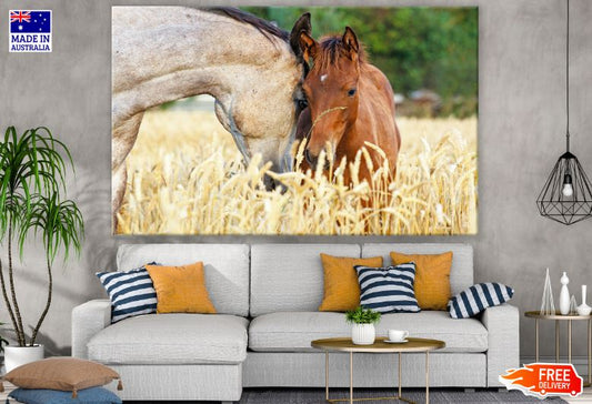 Horse & Baby Foal Face Photograph Print 100% Australian Made