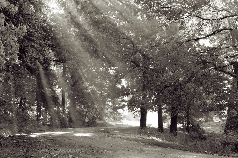 B & W Forest & Road Photograph Print 100% Australian Made