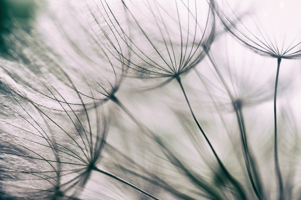 Dandelion Flowers Closeup Photograph Print 100% Australian Made