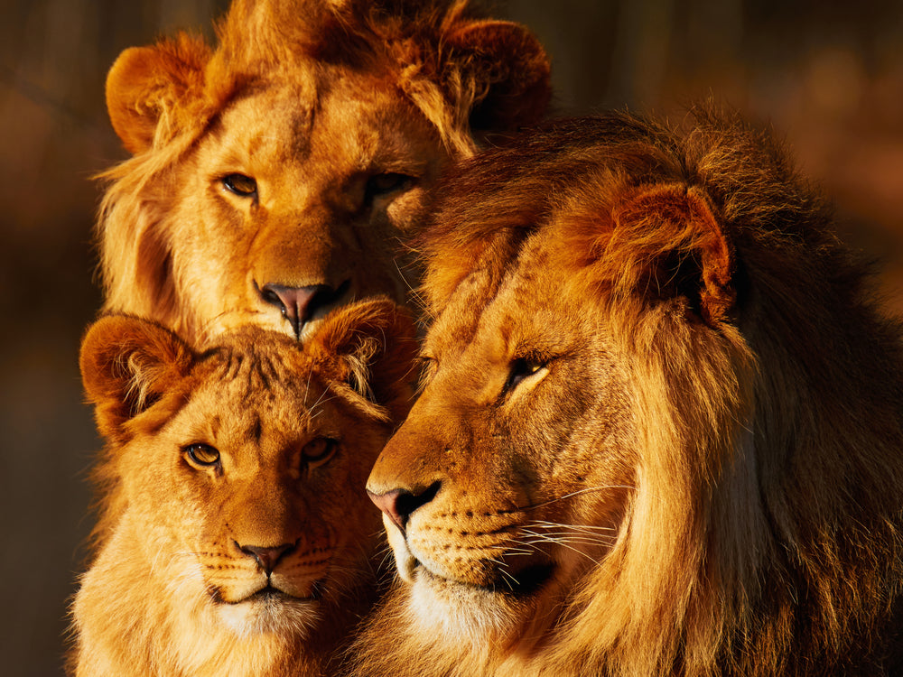 Lions & Lioness Portrait Photograph Sunset Print 100% Australian Made