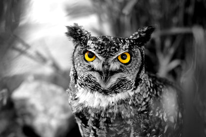 Owl Face Portrait B&W Yellow Eyes Photograph Print 100% Australian Made