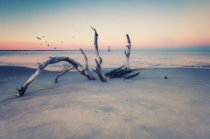 Tree on Sea Shore Photograph Home Decor Premium Quality Poster Print Choose Your Sizes
