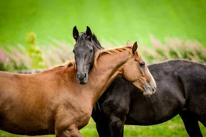 Black & Brown Horses Photograph Print 100% Australian Made