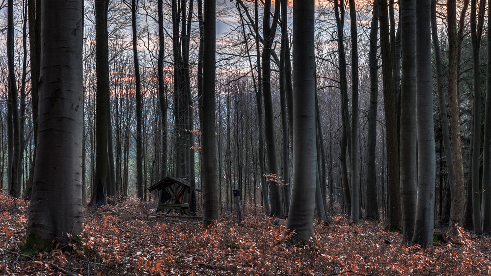 Small House in a Forest Photograph Print 100% Australian Made