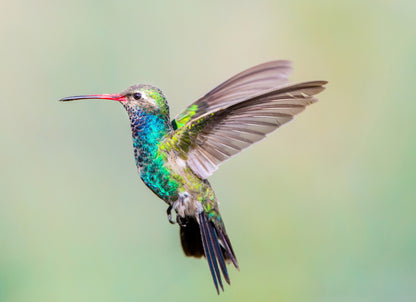 Humming Bird Flying Photograph Print 100% Australian Made