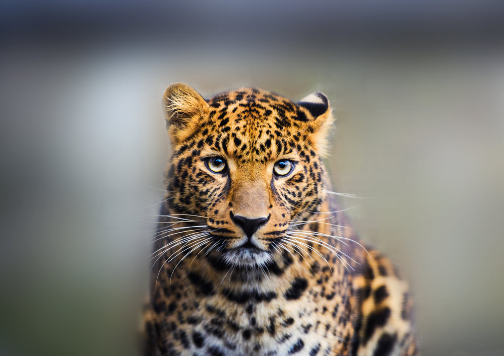 Leopard Portrait Photograph Print 100% Australian Made