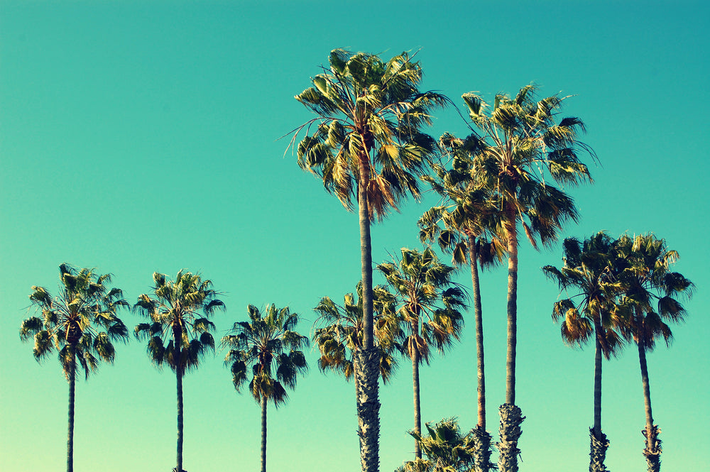 Palm Trees Sky View Photograph Home Decor Premium Quality Poster Print Choose Your Sizes