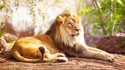 Lion in Zoo Closeup Photograph Home Decor Premium Quality Poster Print Choose Your Sizes