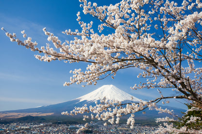 Blossom Tree & Mount Fuji View Photograph Print 100% Australian Made