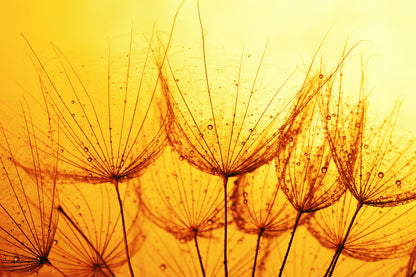 Dandelion Flowers on Sunset Photograph Print 100% Australian Made