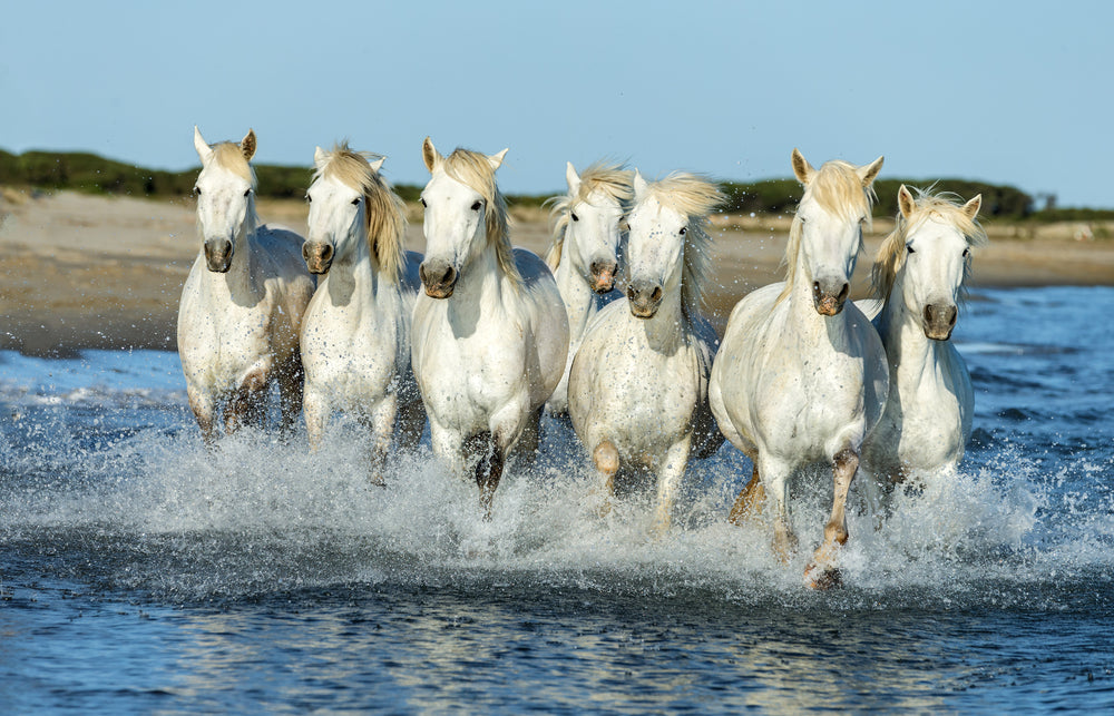 Running horses Print 100% Australian Made