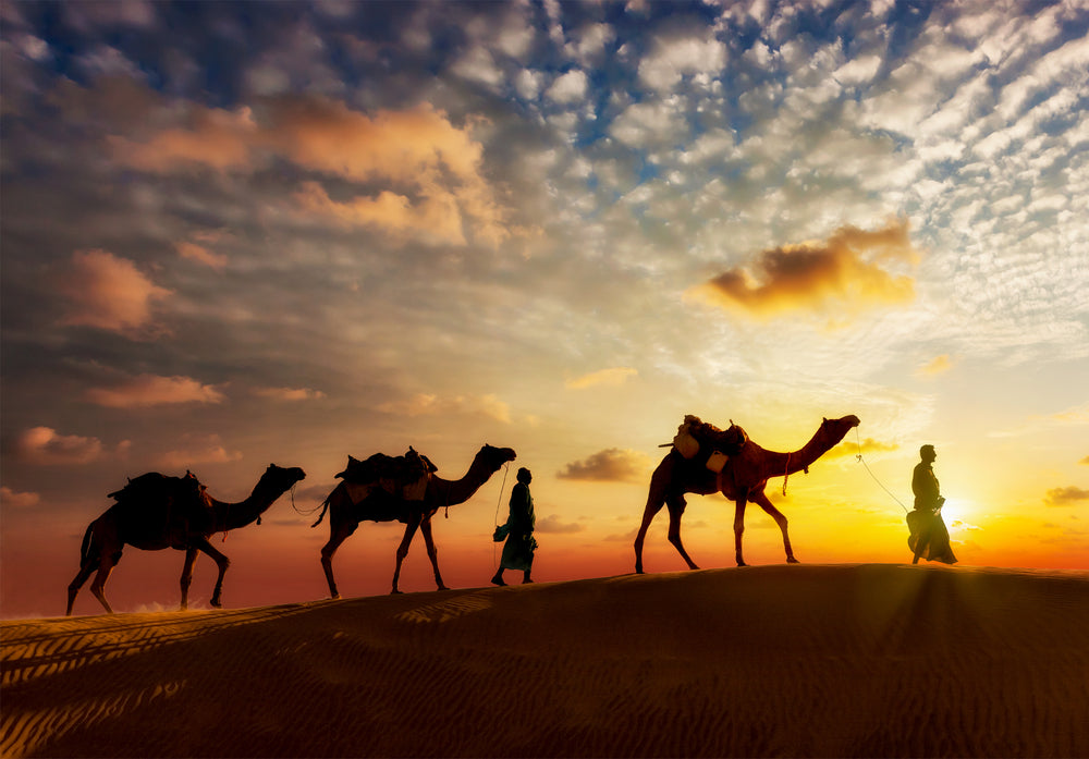 Camels Walking Across The Desert Sunset Photograph Print 100% Australian Made