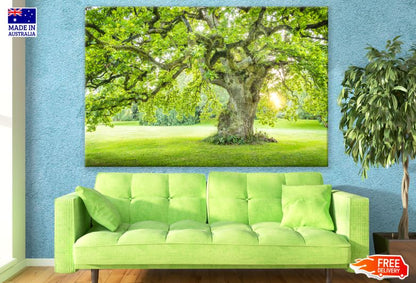 Huge Tree in Park Photograph Print 100% Australian Made