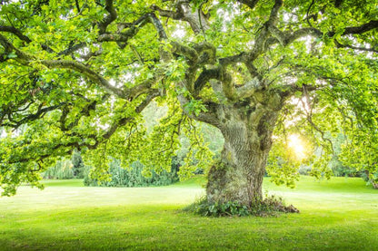 Huge Tree in Park Photograph Print 100% Australian Made