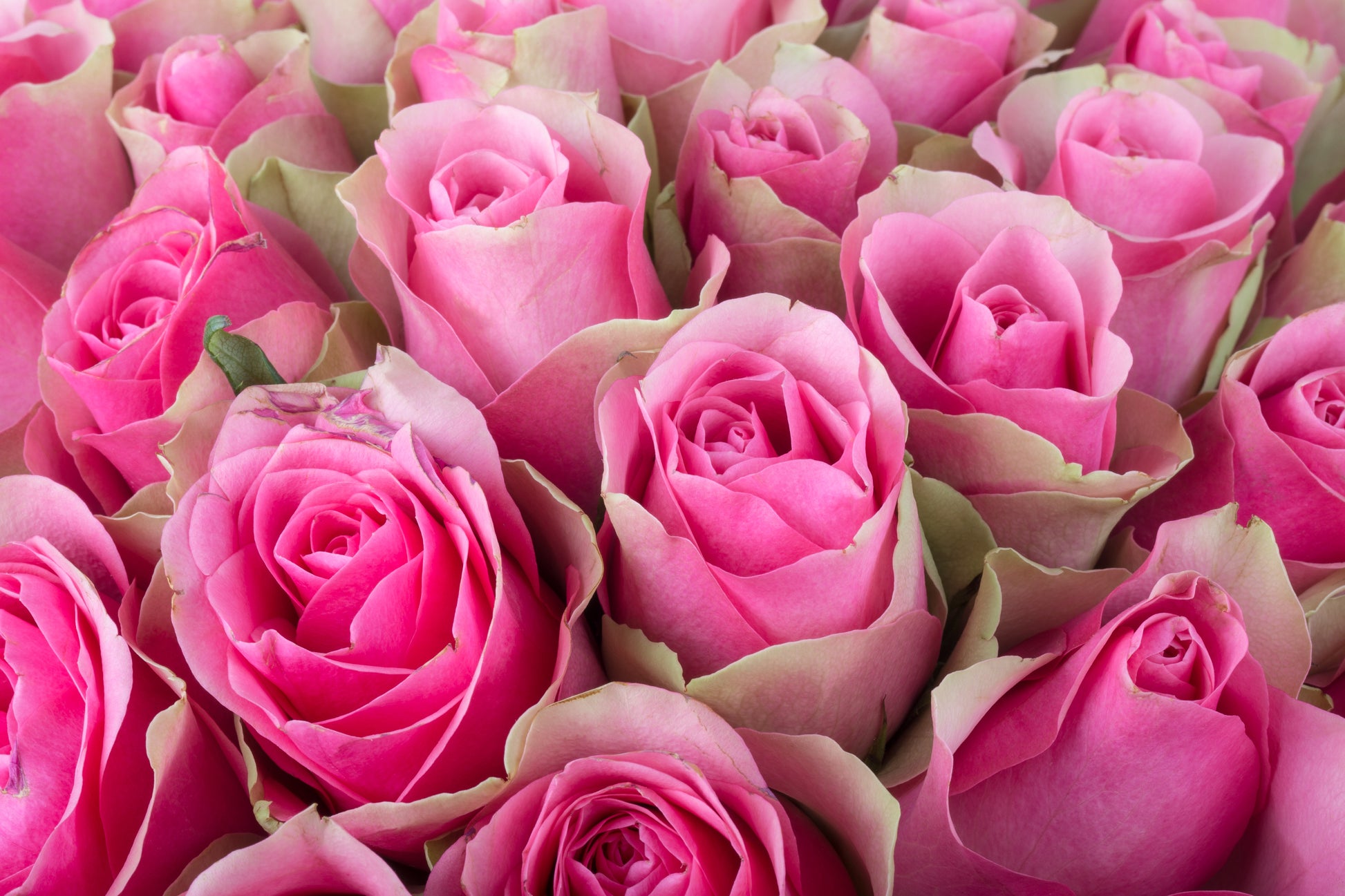 Rose Flower Bunch Photograph Home Decor Premium Quality Poster Print Choose Your Sizes