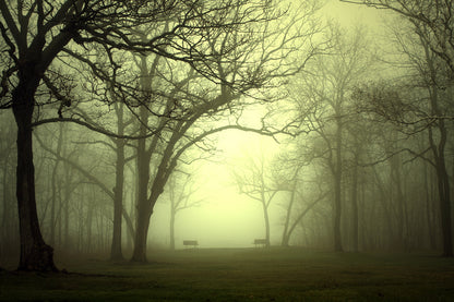 Dark Misty Forest Photograph Home Decor Premium Quality Poster Print Choose Your Sizes