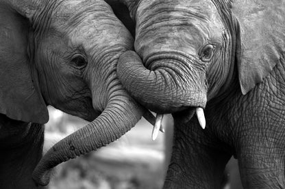 Baby Elephants Portrait B&W Photograph Print 100% Australian Made